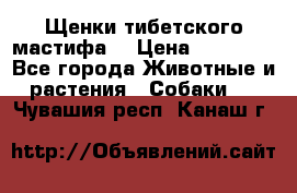 Щенки тибетского мастифа. › Цена ­ 30 000 - Все города Животные и растения » Собаки   . Чувашия респ.,Канаш г.